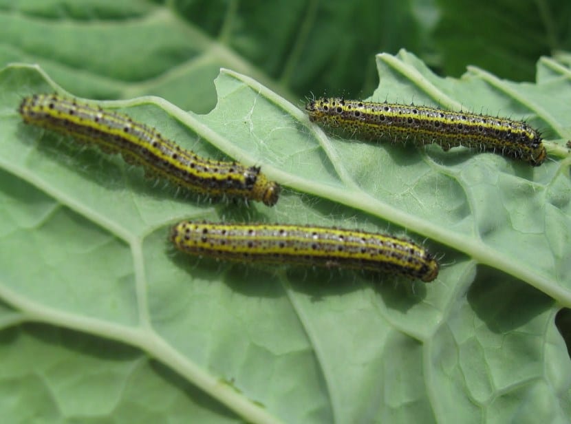 Orugas alimentándose de las hojas de una planta