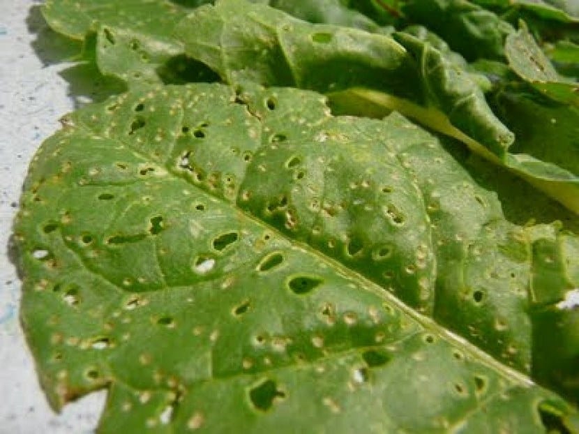 Hojas de una planta dañadas por una plaga