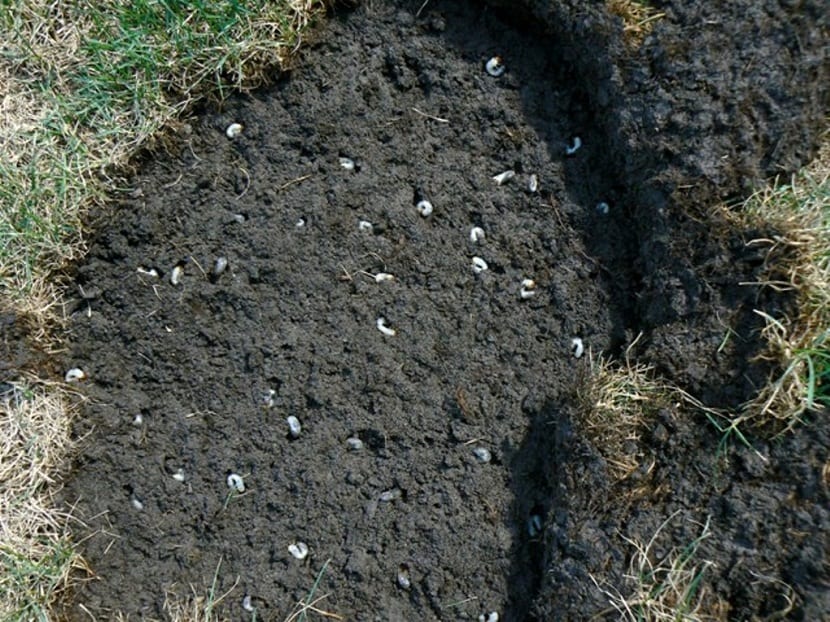 Larvas blancas de escarabajo en el suelo, distintas de las lombrices