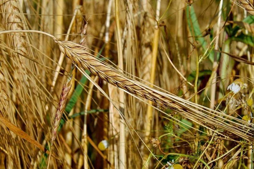 Campo de cereal en el que puede desarrollarse el cornezuelo