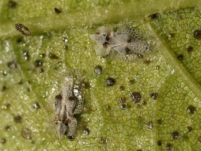 Adulto de Corythucha ciliata sobre una hoja