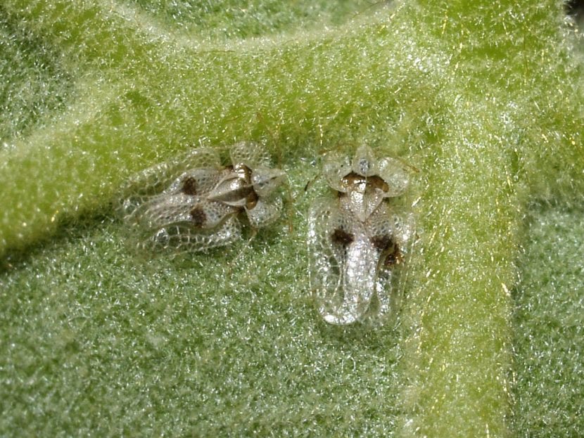 Hoja de plátano de sombra con el moteado característico de Corythucha ciliata