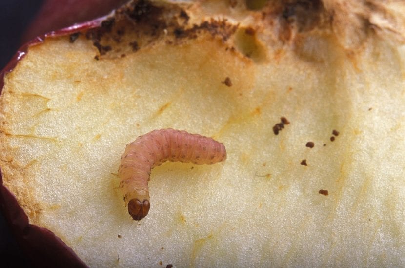 Larva de Cydia pomonella en el interior de un fruto
