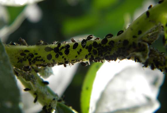Colonia de pulgones en el envés de una hoja