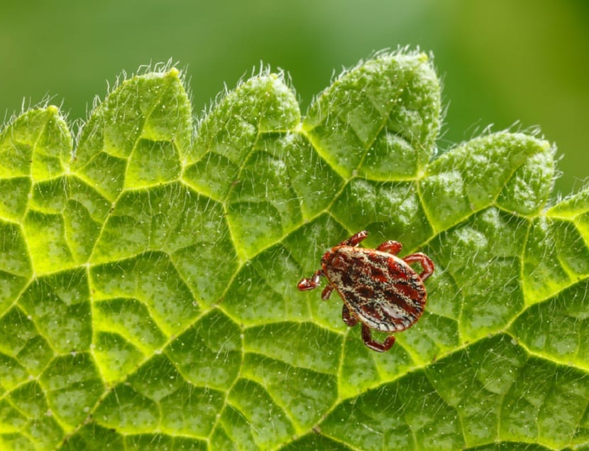 Garrapatas en el jardín: control del césped y del entorno