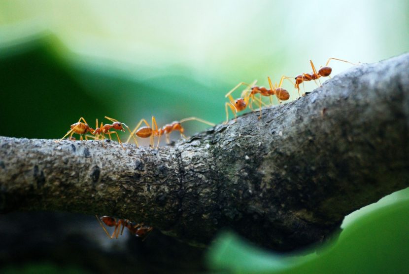 Hormigas recorriendo el tallo de una planta