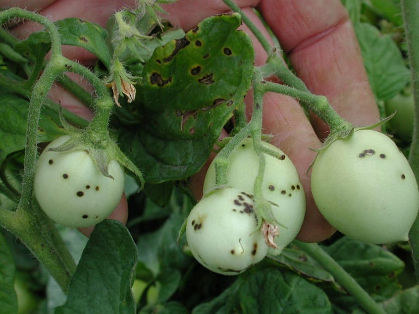 Planta con marchitez causada por una enfermedad bacteriana