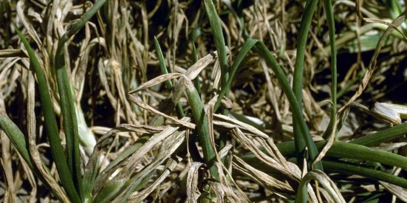 Cebollas afectadas por mildiu en el cultivo