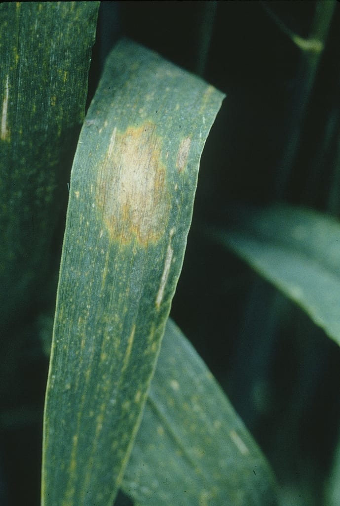 Palmera afectada por fusariosis vascular con desecación asimétrica de las hojas