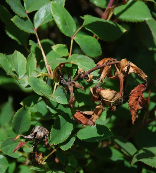 Flor de rosal afectada por botritis con pétalos manchados y pardeados