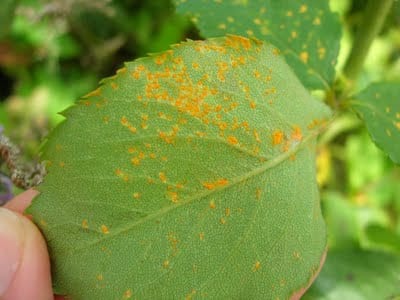 Pústulas de roya en el envés de las hojas de un rosal