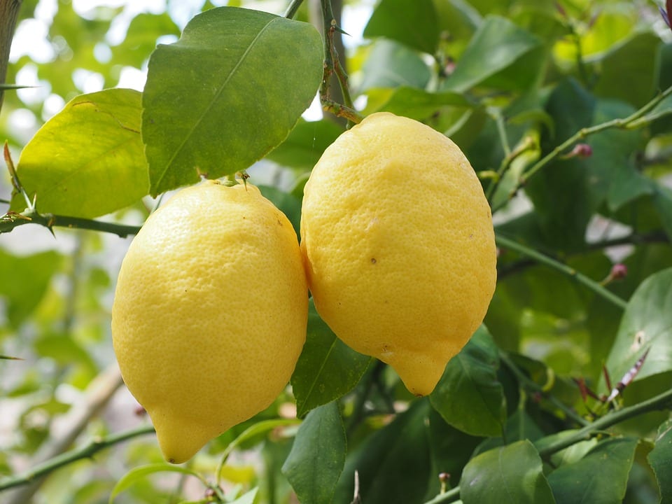 Plagas y enfermedades del limonero: guía de diagnóstico