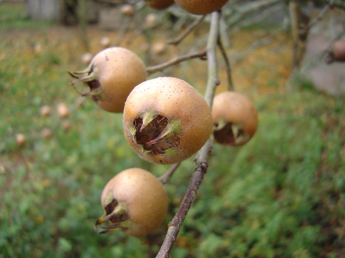 Enfermedades del níspero: moteado, mancha morada y plagas