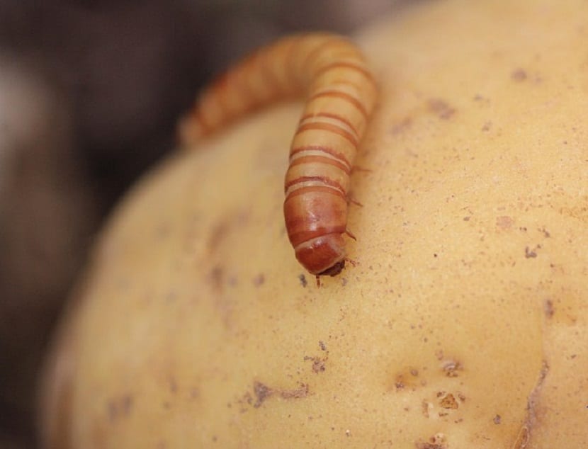 Gusano perforando un tubérculo de patata