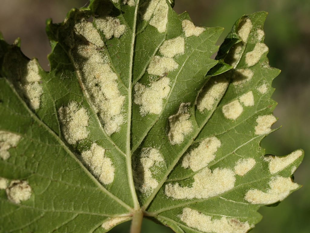 Erinosis de la vid: síntomas, ciclo y tratamiento con azufre