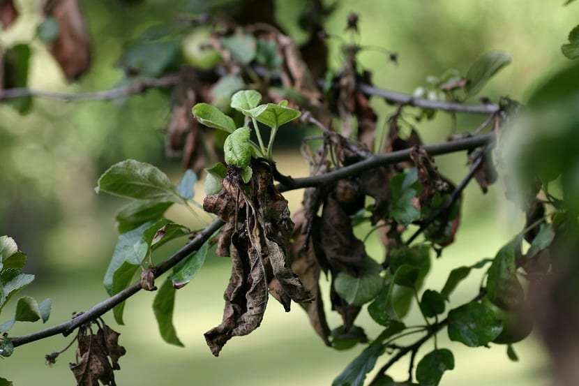 Fuego bacteriano: síntomas, contagio y control de Erwinia amylovora