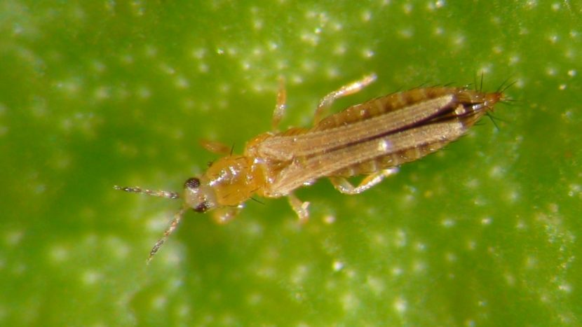 Ciclo biológico de la Frankliniella occidentalis