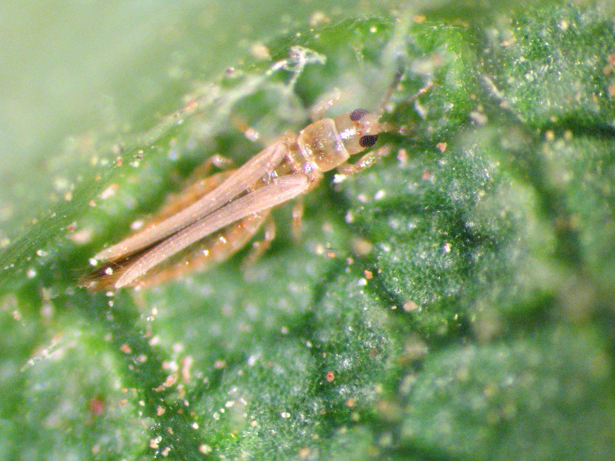 Frankliniella occidentalis: ciclo, daños y control del trips