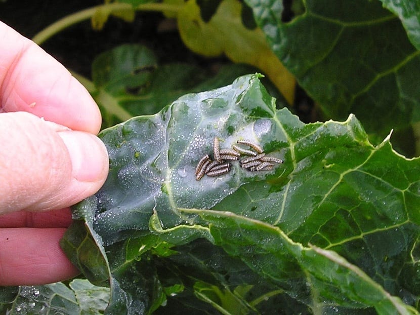 Biofungicidas en el jardín: cómo y cuándo aplicarlos
