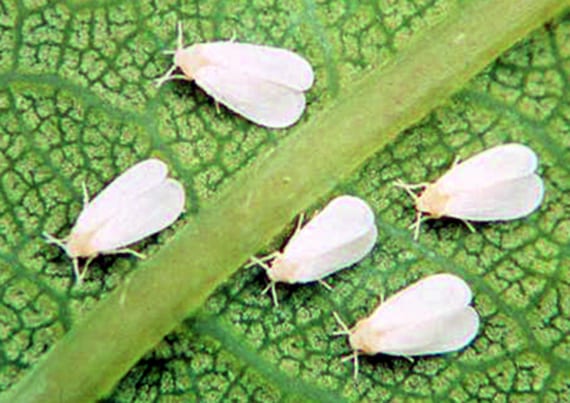 Mosca blanca: cómo identificarla, prevenirla y eliminarla
