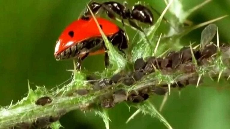 Mariquita depredando pulgones en el cultivo