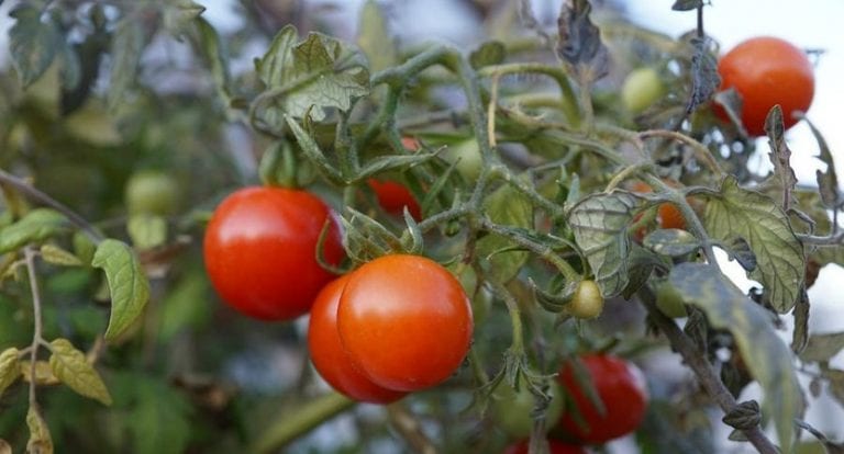 Pulgones en una hoja de tomatera