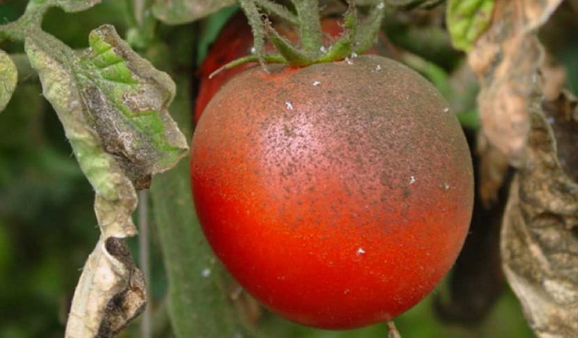 Mosca blanca del tomate: ciclo, daños, virus y control