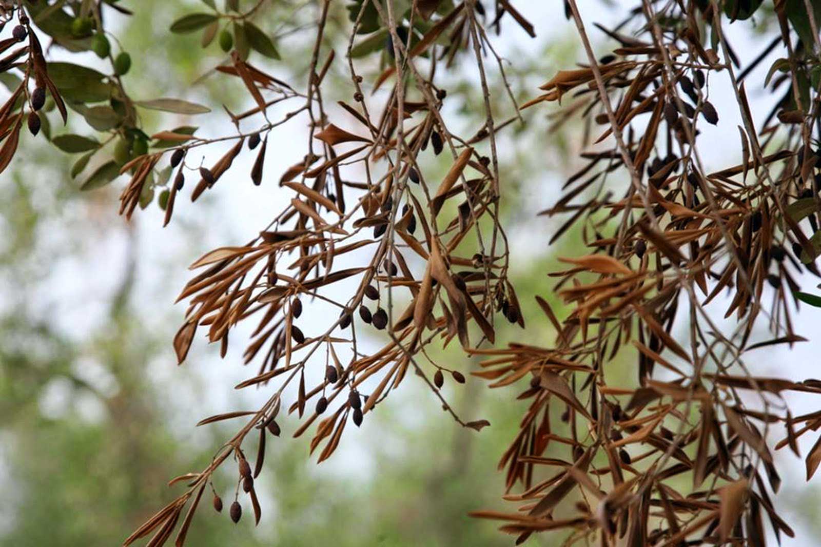 Xylella fastidiosa: síntomas, contagio y control