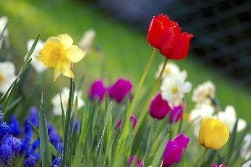 7 plantas para repeler insectos y cómo usarlas bien
