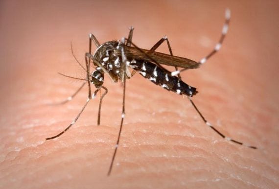 Plantas que repelen mosquitos: cuáles funcionan de verdad