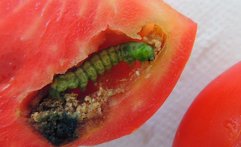 Orugas y araña roja en el tomate: identificar y tratar