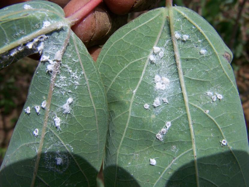 Moscas blancas en el envés de una hoja