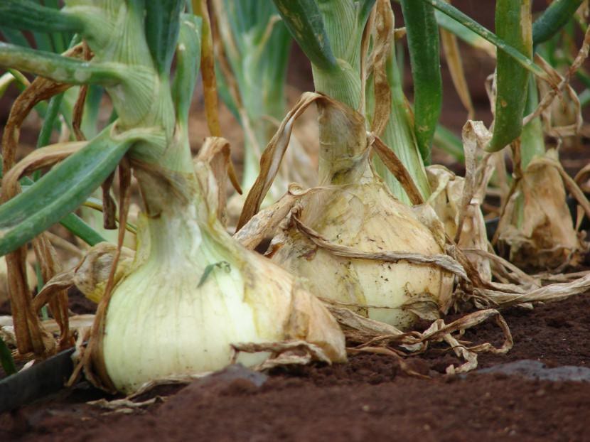 Cebollas cultivadas en el huerto