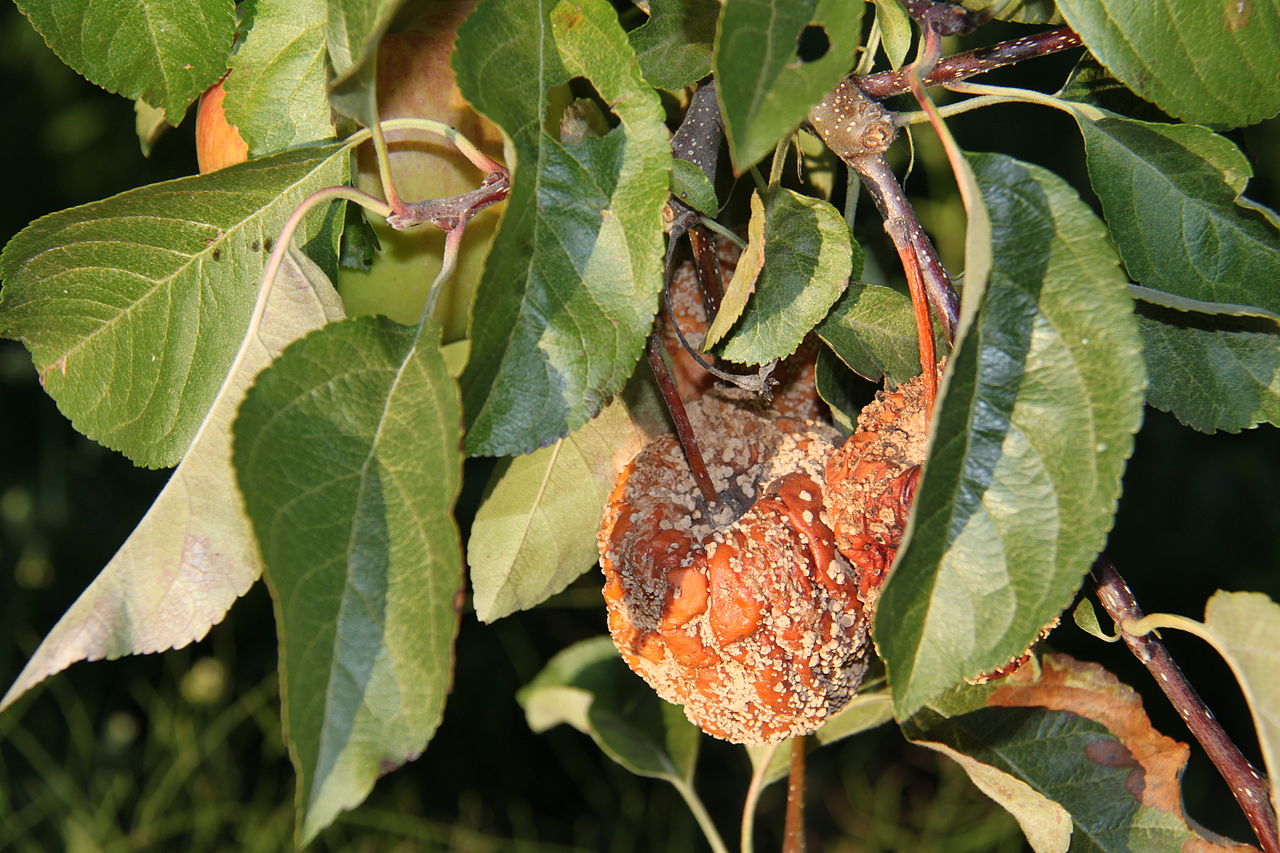 Momificación de frutos: causas, hongos y control