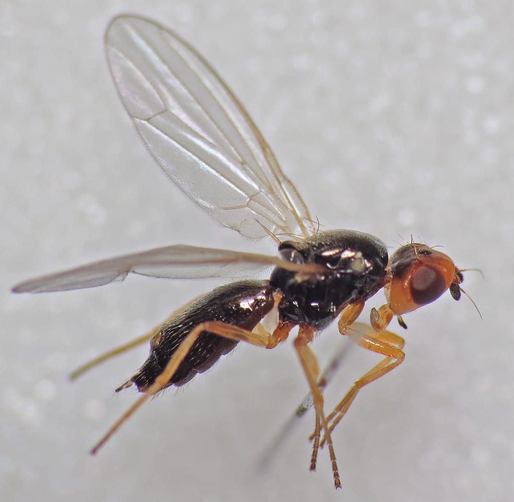 Mosca de la zanahoria: daños en la raíz y control real