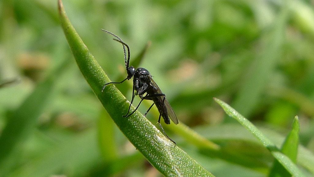 Mosca del mantillo: identificarla y eliminarla del sustrato