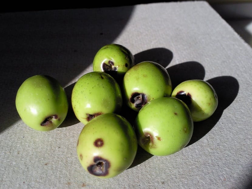 Aceitunas atacadas por la mosca del olivo con galerías de la larva en la pulpa