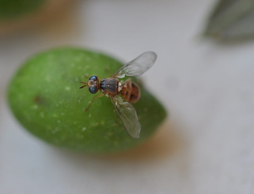 Adulto de Bactrocera oleae, la mosca del olivo