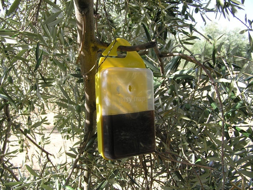 Trampa casera para captura masiva de mosca del olivo colgada de un olivo