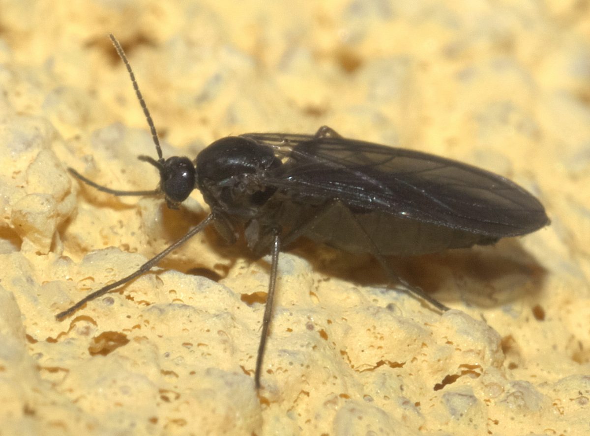 Mosca negra del sustrato, un díptero de la familia Sciaridae