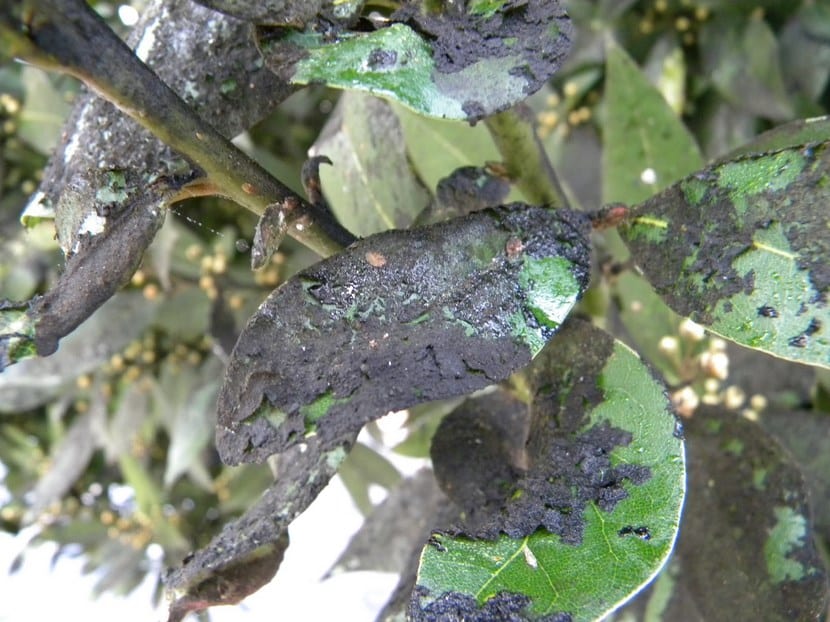Detalle de la costra negra de fumagina sobre la superficie foliar