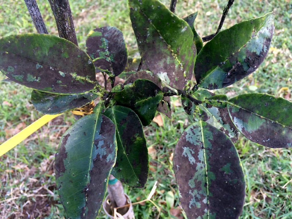 Negrilla en las plantas: por qué aparece y cómo quitarla