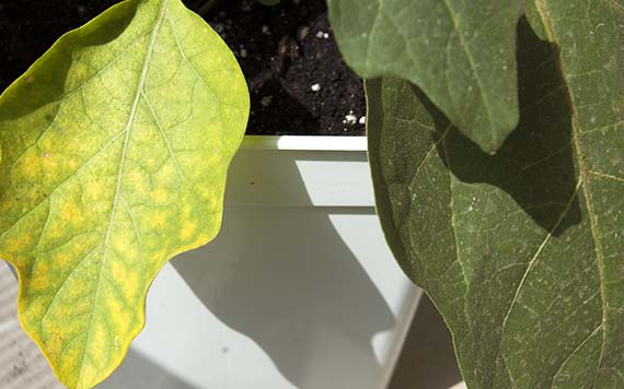 Hojas con síntomas de carencia de nutrientes minerales