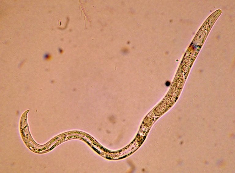 Preparación de nematodos entomopatógenos para tratar palmeras