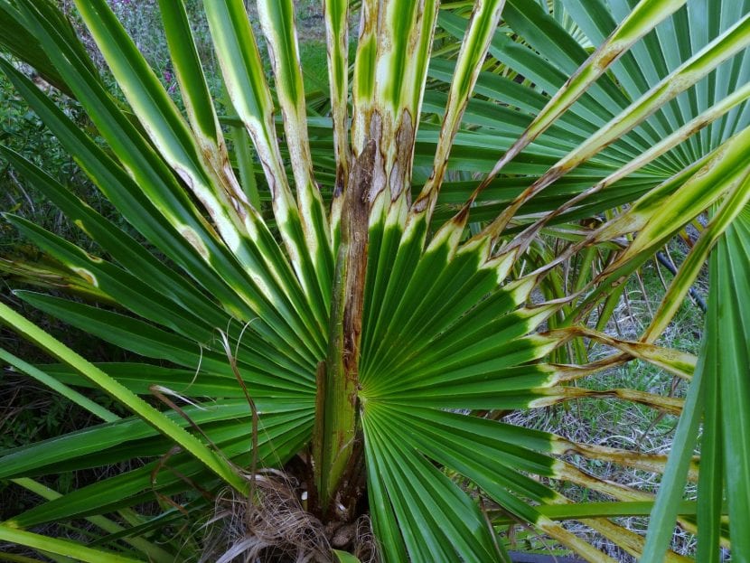 Hojas de palmera con perforaciones alineadas y cortes provocados por la larva de paysandisia
