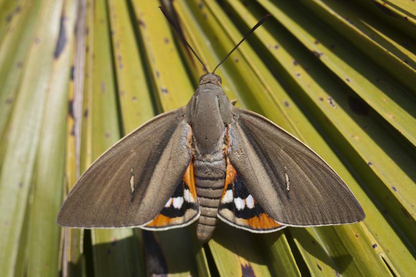 Paysandisia archon: el barrenador que mata palmeras