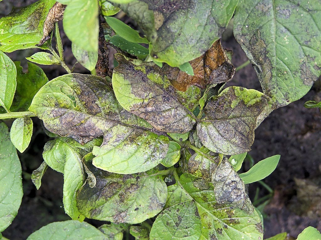 Phytophthora: síntomas, causas y tratamiento eficaz