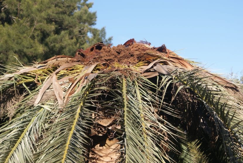 Palmera canaria, el hospedante más afectado por el picudo rojo en España