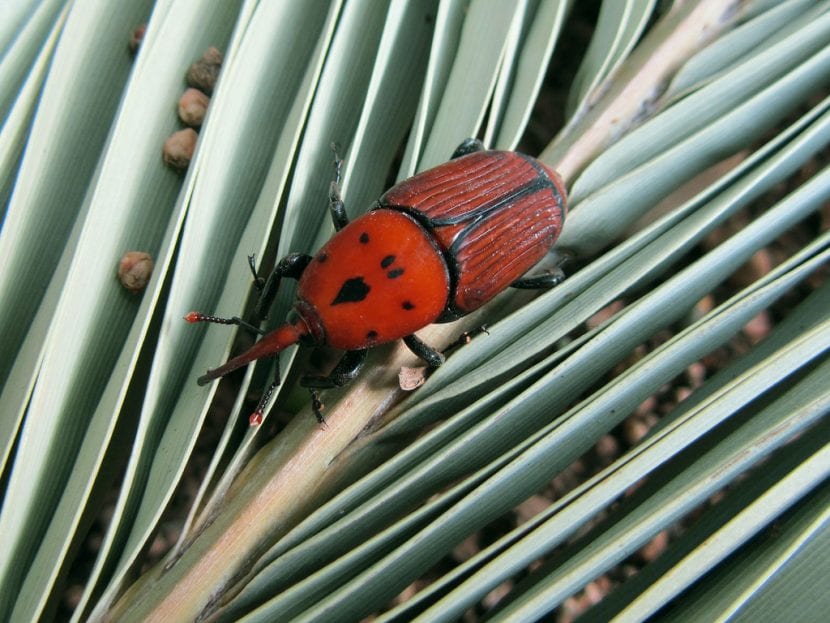 Adulto de picudo rojo, Rhynchophorus ferrugineus