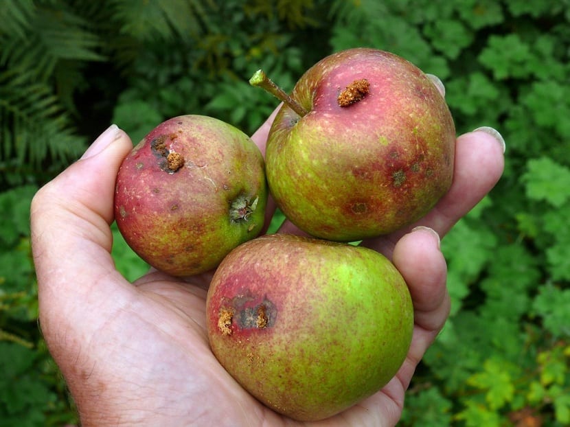 Halos rojizos alrededor de las picaduras del piojo de San José en la fruta